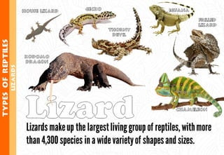 Science - All About Animals 2