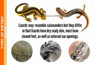 Science - All About Animals 2