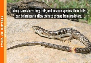 Science - All About Animals 2