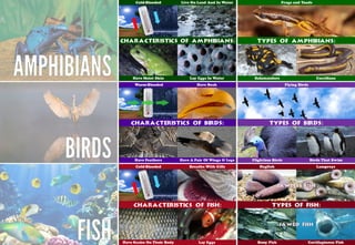 Science - All About Animals 2