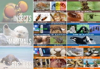 Science - All About Animals 2