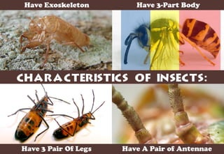 Science - All About Animals 2