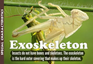 Science - All About Animals 2