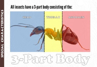 Science - All About Animals 2