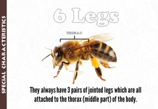 Science - All About Animals 2