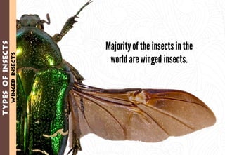 Science - All About Animals 2