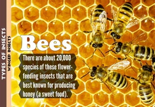 Science - All About Animals 2