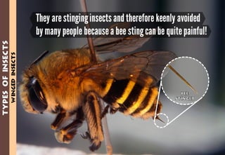 Science - All About Animals 2