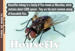 Science - All About Animals 2