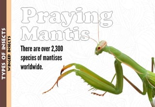 Science - All About Animals 2