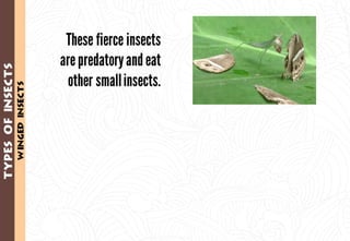 Science - All About Animals 2