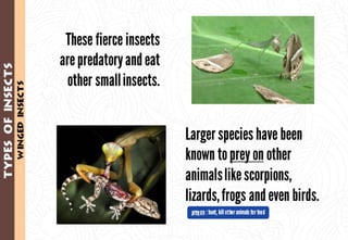 Science - All About Animals 2