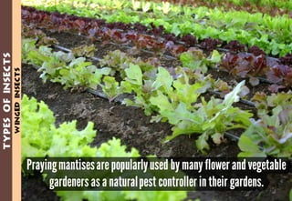 Science - All About Animals 2