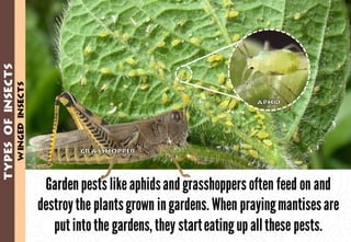 Science - All About Animals 2