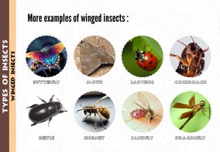 Science - All About Animals 2