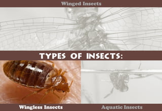 Science - All About Animals 2