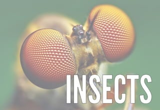 Science - All About Animals 2