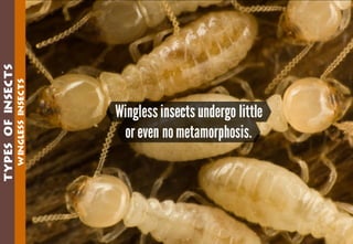 Science - All About Animals 2