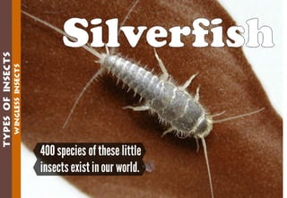 Science - All About Animals 2