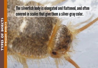 Science - All About Animals 2