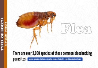 Science - All About Animals 2