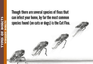 Science - All About Animals 2