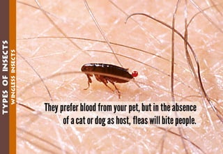 Science - All About Animals 2