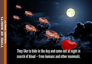 Science - All About Animals 2