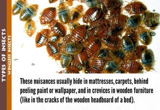 Science - All About Animals 2