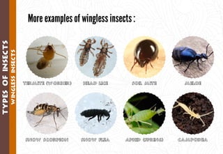 Science - All About Animals 2