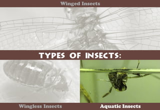 Science - All About Animals 2