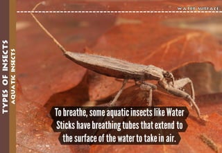 Science - All About Animals 2