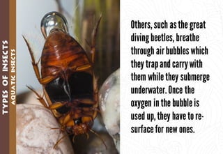 Science - All About Animals 2