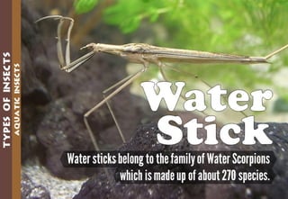 Science - All About Animals 2