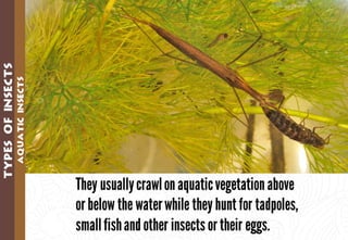 Science - All About Animals 2