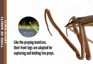 Science - All About Animals 2