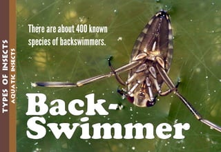 Science - All About Animals 2