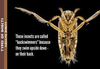 Science - All About Animals 2