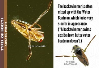 Science - All About Animals 2