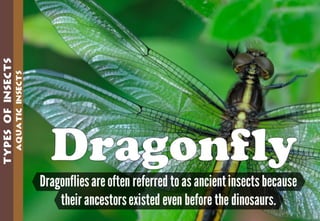 Science - All About Animals 2