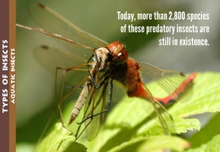 Science - All About Animals 2