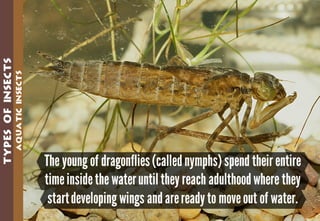 Science - All About Animals 2