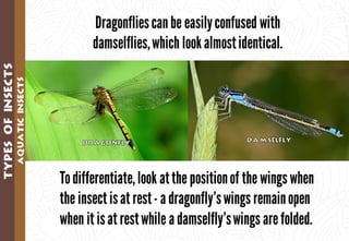 Science - All About Animals 2