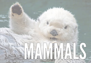 Science - All About Animals 2