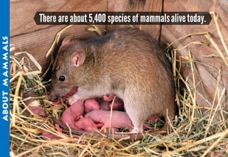 Science - All About Animals 2