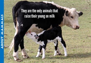 Science - All About Animals 2