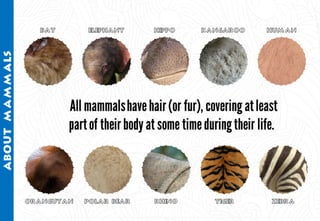 Science - All About Animals 2