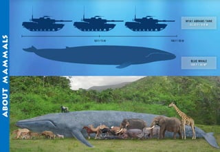 Science - All About Animals 2