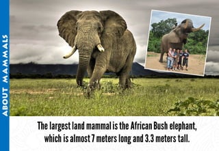 Science - All About Animals 2