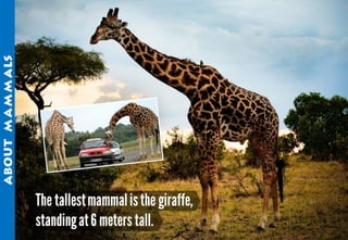 Science - All About Animals 2